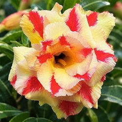 アデニウム：オベスム　Siam yellow（シャムイエロー）　5号鉢植え
