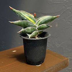 サンセベリア：ロリダ バリエガータ　2.5鉢植えNo.2　