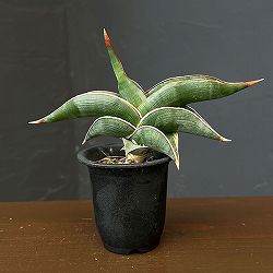サンセベリア：ロリダ斑入り　2.5鉢植えNo.1
