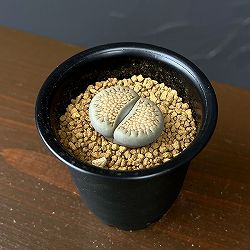 リトープス：伝法玉2.5号鉢植え