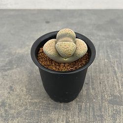 リトープス：露花玉2.5号鉢植え