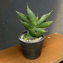 サンスベリア：オペラハウス　3号鉢植え23-01*