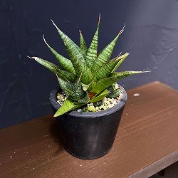 サンセベリア：イムシャラ　3号鉢植え*