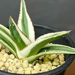 アガベ：氷山（ビクトリアエレギナエ斑入り）　2.5号