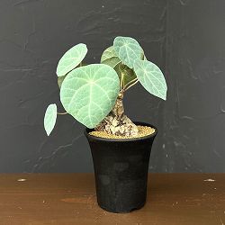 ステファニア：カウィーサキー　3.5号鉢植え*