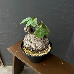 ステファニア：カウィーサキー（sp.ノバ）　9号鉢植え26-01