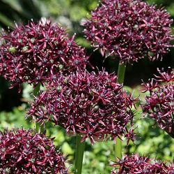アリウム ：アトロプルプレウム1球