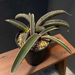 サンセベリア：ハリー（ピンク）斑入り　4号鉢植え26-01