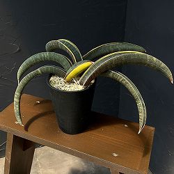 サンセベリア：ハリー（ピンク）斑入り　4号鉢植え26-02