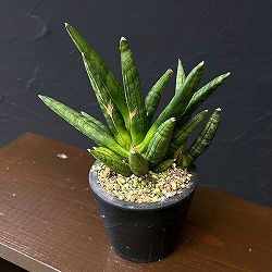 サンセベリア：ヘッジホッグ　3号鉢植え