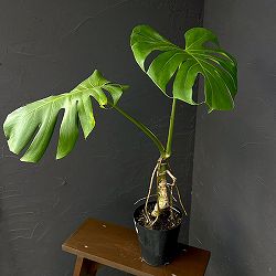 モンステラ：アダンソニー（根上がり）　6号鉢植え26-01