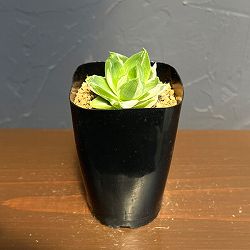 ハオルチア：プラニフォリア　ラモーサ斑入り　花時計　2.5号鉢植え