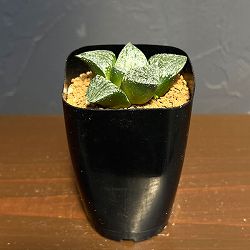 ハオルチア：大鳳隈取×オルフェ隈取　2.5号鉢植え