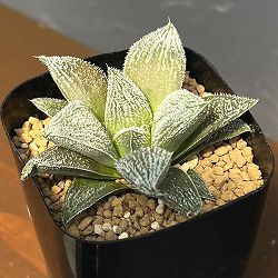 ハオルチア：ウィミー交配特選　ミニモン白　2.5号鉢植え