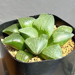 ハオルチア：CNM翔豊（ブルーヘイズ交配）×（月光未来×親指姫）　2.5号鉢植え