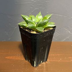 ハオルチア：CNMネオンテトラ（コレクタ交配美種）×Wコンコレ（コンコレ×コンコレ）　2.5号鉢植え