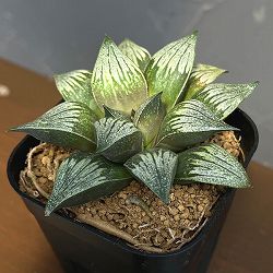 ハオルチア：チョコの舞（NS1/3）　2.5号鉢植え