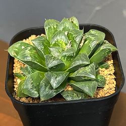 ハオルチア：ハオルチアレツーサ交配種　2.5号スクエア鉢