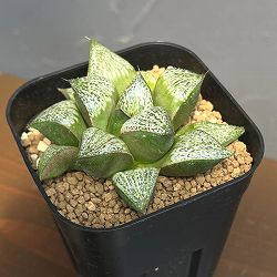 ハオルチア：CNM紅竜スター×タージマハル　2.5号鉢植え