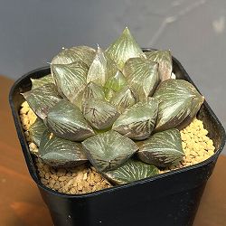 ハオルチア：大紫水晶オブツーサ（特大紫窓オブツーサ交配種）　2.5号鉢植え