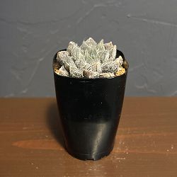 ハオルチア：紫緑巻　2.5号鉢植え