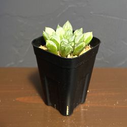 ハオルチア：ハート型の特白窓　ラブハート　2.5号鉢植え