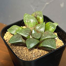 ハオルチア：スプリング交配美種　水面　2.5号鉢植え