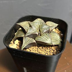 ハオルチア：スプレンデス交配美種　LOVE　2.5号鉢植え