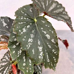 ベゴニア：タールベイビー　4号鉢植え