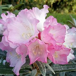 日本シャクナゲ：妖峰（ヨウホウ）6号ポット[5月頃に淡いピンクの花を咲かせる希少な細葉石楠花]