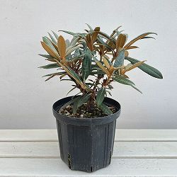 日本シャクナゲ：細葉赤交配6号鉢植え