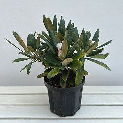 日本シャクナゲ：鳥海山（チョウカイザン）6号鉢植え
