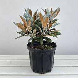 日本シャクナゲ：屋久島（やくしま）6号鉢植え