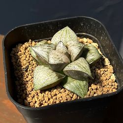 ハオルチア：品種不明株　３号
