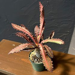 ユーフォルビア：フランコイシー（細葉系）　2.5号鉢植え