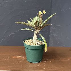 ユーフォルビア：フランコイシー（グリーン系）　2.5号鉢植え