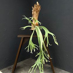 ビカクシダ（コウモリラン）：ウィリンキー cv. ソンクラー（Songkhla）（子株pup）5号鉢植え
