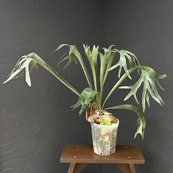 ビカクシダ（コウモリラン）：バイーア　斑入り（bahia variegated）7号鉢植え