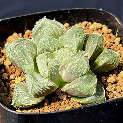 ハオルチア：ミラーボール×オブツーサ　ジュリアナ 2.5号鉢植え