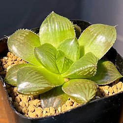 ハオルチア：交配美種ミッドナイト　2.5号鉢植え