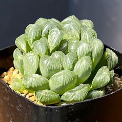ハオルチア：オブツーサ交配美種　藤乙（ふじおと）　2.5号鉢植え