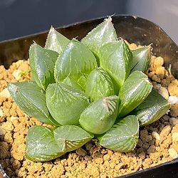 ハオルチア：三仙寿×OB紫オブツーサ　三仙紫　2.5号鉢植え