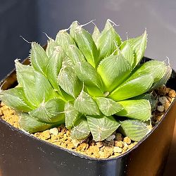 ハオルチア：USA巨大クーペリー　ブルーエンペラー　2.5号鉢植え