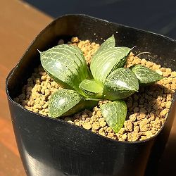 ハオルチア：CNM　白瑠璃×月虹未来　2.5号鉢植え