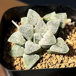 ハオルチア：大久保ピグマエア　2.5号鉢植え