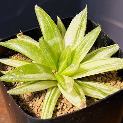 ハオルチア：京の華錦　2.5号鉢植え*