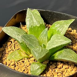 ハオルチア：CNM凹凸緑網（ピグマエア交配特選）×クィーンマリン（マリリン交配特選）2.5号鉢植え