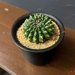 サボテン：ギムノカリキウム　牡丹玉モンスト　3号鉢植え