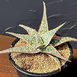 アロエ：コーラルエッジ　3号鉢植え
