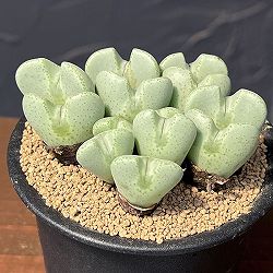 コノフィツム：桃園3号鉢植え*